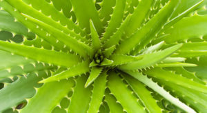 சகல விதமான வயிற்றுக் கோளாறு‌களையும் குணமாக்கும் சோ‌ற்று‌க் க‌ற்றாழை!