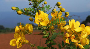 நீரிழிவு நோயாளிகளின் குழிப்புண்ணை ஓரே வாரத்தில் குணப்படுத்தும் ஆவாரம் இலை!