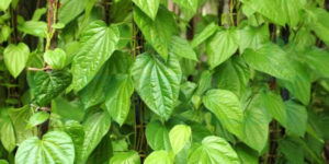 உடல் எடையை குறைக்கவேண்டுமா? இதை தொடர்ச்சியாக 8 வாரங்கள் சாப்பிடுங்கள்..!