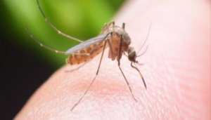 உங்க வீட்டில கொசுத் தொல்லையா? கொசுப் பிரச்சனையை ஒழிக்க இதை முயன்று பாருங்கள் …!