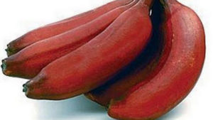 தினமும் ஒரு  செவ்வாழைப்பழம் சாப்பிடுவதால் இவ்வளவு நன்மைகளா?