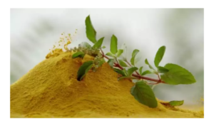 துளசி நீரில் மஞ்சளினை கலந்து குடித்தால் என்ன நடக்கும் தெரியுமா