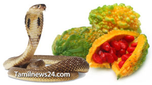 பாம்பு விஷத்தை முறிக்கும் பாகற்காயின் பலன்கள் தெரியுமா? அதிகம் பகிருங்கள்..!