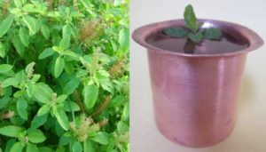 தினமும் ஒரு டம்ளர் துளசி நீரை குடித்தால் உடலில் ஏற்படும் மாற்றம் என்ன தெரியுமா..?