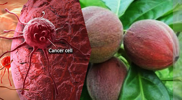 24 மணி நேரத்தில் கேன்சரை குணமாக்கும் பழம்! ஆராய்ச்சி நிரூபணம்!