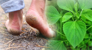 பாதவெடிப்பை இருந்த இடம் தெரியாமல் போக்கும் அருமையான மருந்து!