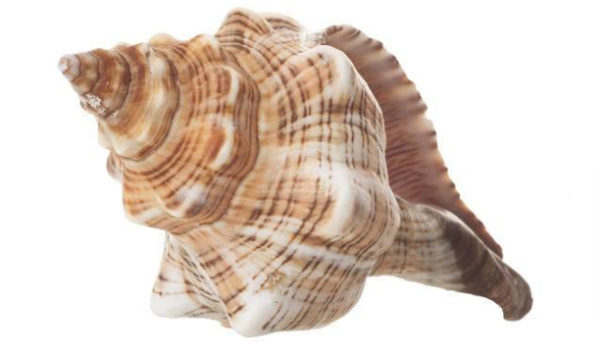 இந்த 5 பொருள்லயும் லட்சுமி குடியிருக்குதாம்… உங்க வீட்ல இருக்கா?