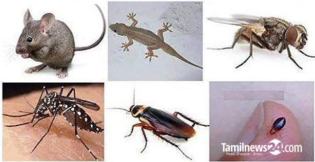 எலி, பல்லி, கொசு உங்க வீட்ல அட்டகாசம் பண்ணுதா?… கவலைய விட்டுட்டு இத மட்டும் செய்ங்க…