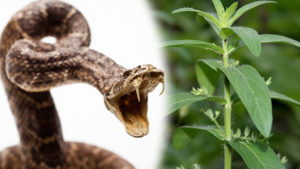 பாம்பு விஷத்தை முறிக்கும் இந்த அற்புத மூலிகை பற்றி அவசியம் தெரிந்து வைத்துக்கொள்ளுங்கள்!!!