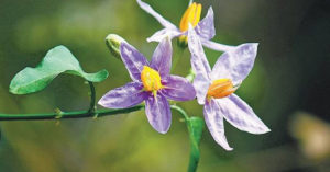 நெஞ்சு சளியை கரைத்து ரத்த கசிவு பிரச்னைகளுக்கு மருந்தாகும் இந்த அற்புத மூலிகை பற்றி தெரியுமா?