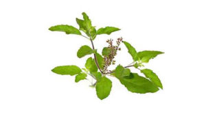 30 நாட்களில் நீரிழிவு நோயை குணப்படுத்தும் இந்த அற்புத மூலிகை பற்றி தெரியுமா?