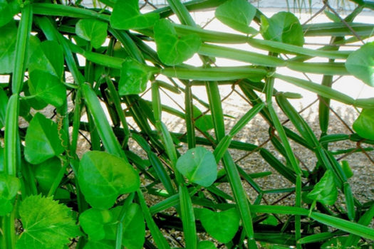 தானாகவே விளைந்து தானாகவே வீணாய் போகும் பிரண்டையின் அற்புத மருத்துவ குணங்கள்!!