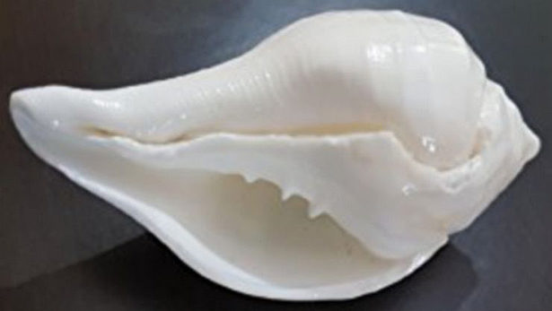 வலம்புரி சங்கினை வீட்டில் வைத்து வழிபடுவது நல்லதா…?