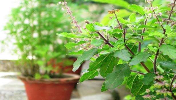 ஏன் வீட்டில் துளசிச் செடியை வைக்க வேண்டும் என தெரியுமா? உண்மை இது தான்..!