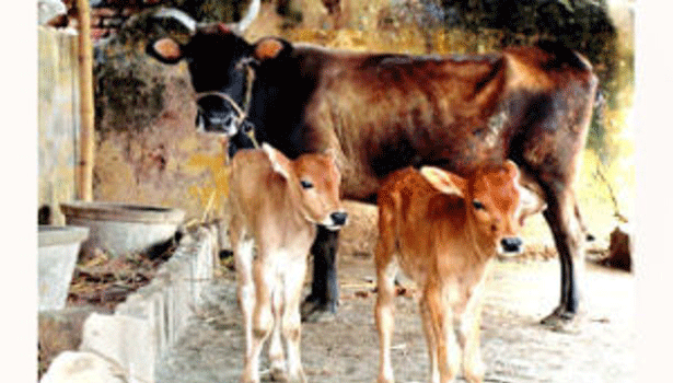 குழந்தைப் பேறு அருளும் பசு காயத்ரி மந்திரம்..!