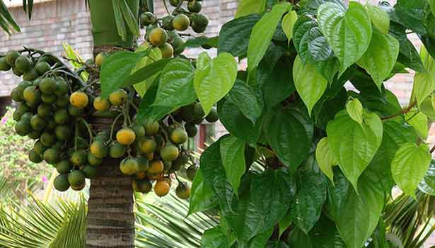 உங்கள் வீட்டில் இந்த அபூர்வ மூலிகைகள் இருந்தால் உங்களுக்கு அதிர்ஷ்டம் கிடைக்கும்!