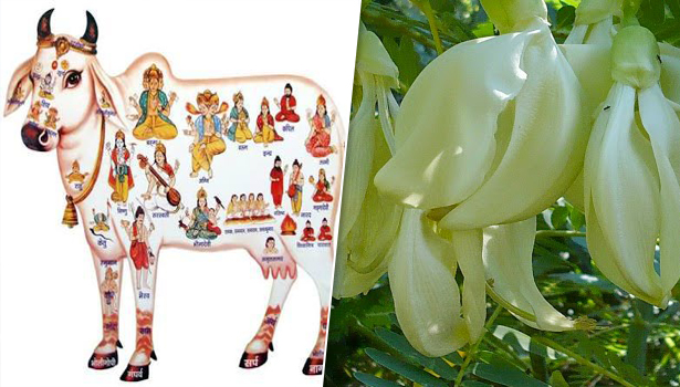 பசுவுக்கு அகத்திக் கீரை தருவதால் கிடைக்கும் பலன்கள்..!