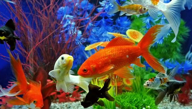 கெட்ட சக்திகளை நீக்க மீன் தொட்டியை இந்த திசையில் வையுங்கள்..!