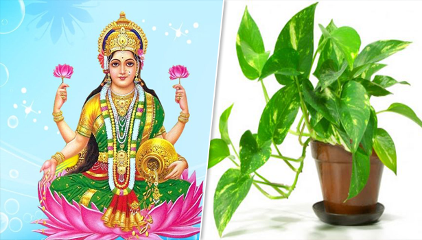 செல்வம் அதிகரிக்க மணி பிளான்ட்டை எந்த திசையை நோக்கி வளர்க்க வேண்டும் தெரியுமா?