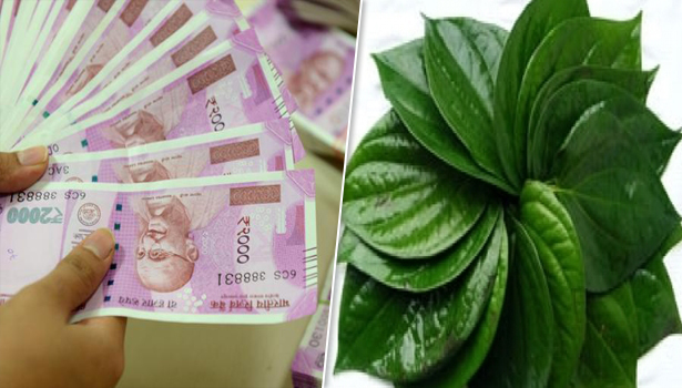 வீட்டில் பணப்புழக்கம் அதிகரிக்கவும், வெற்றிலைக்கும் எவ்வளவு சம்பந்தம் இருக்கு…….. தெரியுமா உங்களுக்கு?