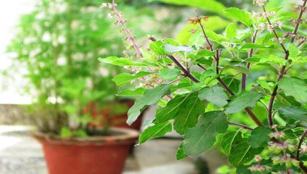 குழந்தைச் செல்வம் அருளும் துளசி வழிபாடு…!