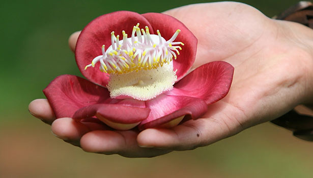 சிவலிங்க பூஜைக்கு உகந்தது நாகலிங்கப் பூ ஏன் தெரியுமா..?