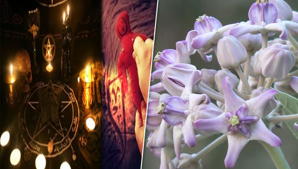 வீட்டில் உள்ள சகலவித எதிர்மறை சக்திகளையும் விலக செய்யும் எருக்கம் பூ…!