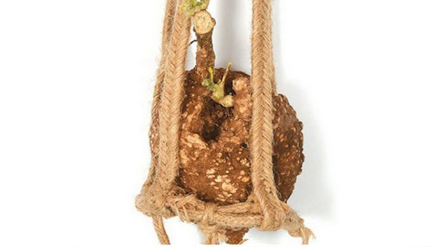 ஆகாய கருடன் கிழங்கை வாசலில் கட்டுவதன் பயன்கள் பற்றி தெரியுமா?