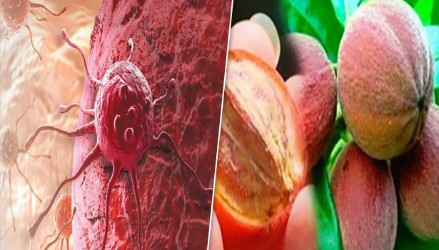 24 மணி நேரத்தில் புற்று நோயை குணமாக்கும் அதிசய பழம்..!