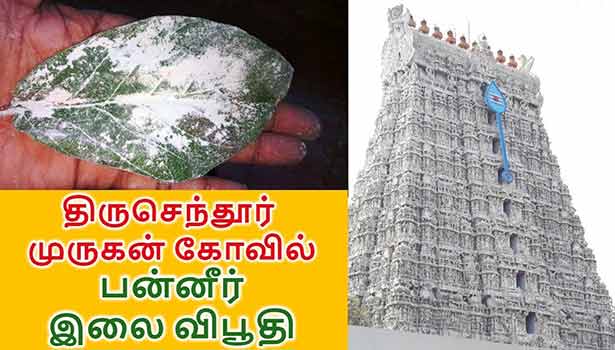 திருசெந்தூர் முருகன் கோவிலின் சிறப்பு பிரசாதம் இலை விபூதி