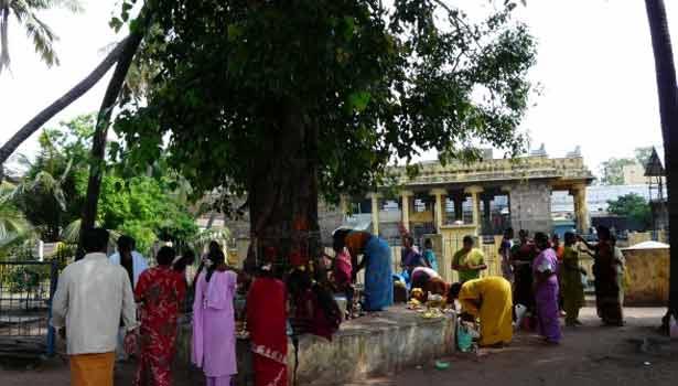 அட்சய திருதியை தினத்தன்று அரச மரத்தை 7 தடவை சுற்றுங்கள்