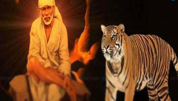 உயிருடன் இருந்த புலி, பாபாவின் காலை பற்றிய உண்மை சம்பவம்