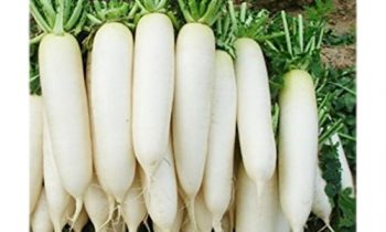 முள்ளங்கியை உண்பதால் இவ்வளவு நன்மையா?