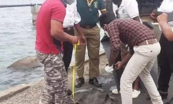 யாழில் இறந்த நிலையில் கரையொதுங்கிய கடலாமை!