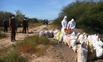 ஒரு தொகை  உலர்ந்த மஞ்சள்  தீயிட்டு அழிக்கப்பட்டுள்ளது.