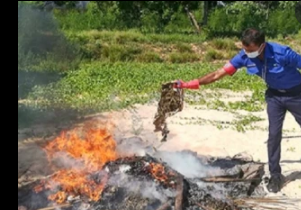 41 இலட்சம் ரூபா பெறுமதியான  ஒரு தொகை கேரள கஞ்சா  தீயிட்டு அழிக்கப்பட்டுள்ளன.