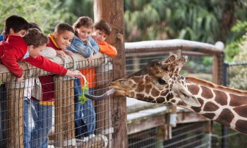 உயிரியல் பூங்காக்களை மீண்டும் திறப்பதற்கு தீர்மானம்!