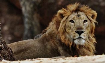 சிங்கத்துக்கு நிமோனியாவா ?