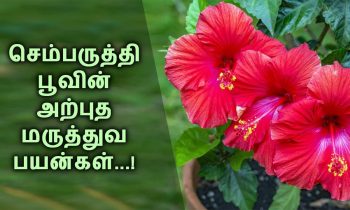 செம்பருத்தி பூவிற்கு  இப்படியொரு  சக்தியா?
