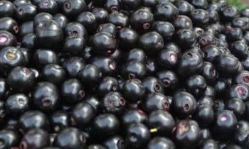 நோயற்ற வாழ்வே குறையற்ற செல்வம்.