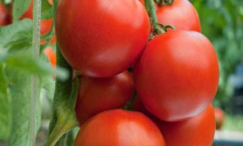 தினமும் தக்காளி ஜூஸ் அருந்துவதால்  இவ்வளவு நன்மைகளா?