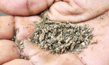 போதைப் பொருள் வைத்திருந்த  சிறைச்சாலை  உத்தியோகத்தர்!