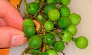 சுண்டக்காயின் மருத்துவம்…!!