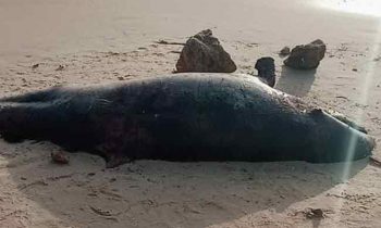 இறந்த நிலையில்  கரை ஒதுங்கியுள்ள திமிங்கலம்!