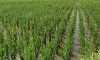 தமிழக சட்டசபையில் வேளாண்மை துறைக்கான தனி  பட்ஜெட்டை  தாக்கல் அமைச்சர்!