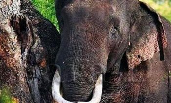 யானையின் மீது துப்பாக்கிச் சூட்டினை நடாத்தியவர்கள் தொடர்பான விசாரணைகள் ஆரம்பம்!