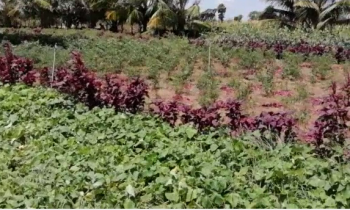 சேதன உரத்தினால் மேட்டு நிலப் பயிர்ச் செய்கை வெற்றி!