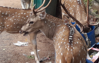 அத்துமீறி சரணாலதிற்குள்  நுழைந்து மான்களை வேட்டையாடிய  இரு நபர்களும் கைது!