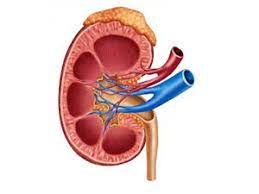 சிறுநீரக நோய் தாக்கத்திற்கு உள்ளாகியவர்கள்  உடனடியாக கொவிட் தடுப்பூசிகளை பெற்றுக்கொள்ளுமாறு  அறிவித்தல்!