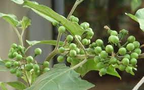 சுண்டக்காயின் மருத்துவ பயன்கள் | Sigaram News